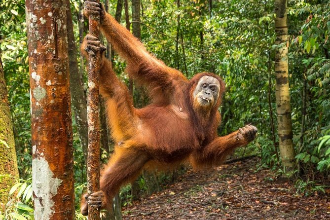 Monkey Business 3 days - 2 nights Jungle trekking (including rafting) - Orangutans, monkeys, and the patience of the forest
