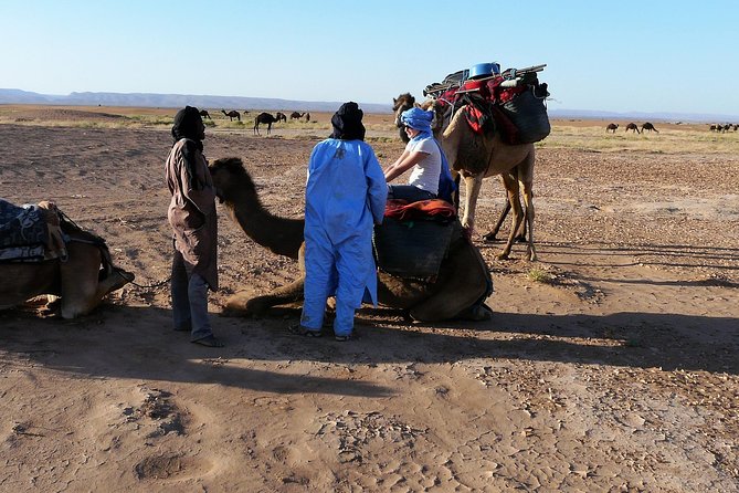 Morocco desert trek dromedary Mhamid dunes - Meeting nomadic families, when the season allows