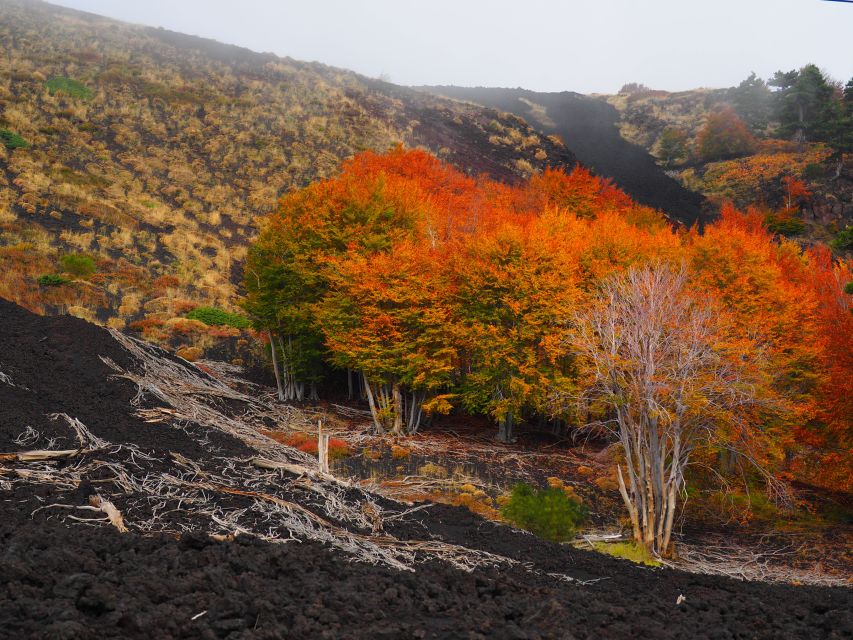 Mount Etna: Trek to the Craters of The 2002 Eruption - The Bay of Naxos and Calabrian coast views