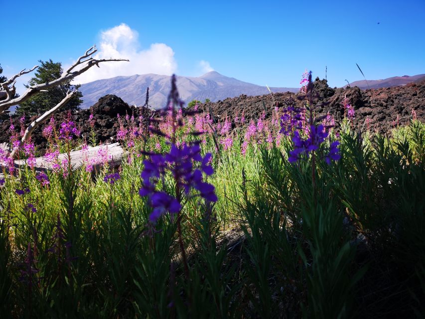 Mount Etna: Trek to the Craters of The 2002 Eruption - Is $39.86 a fair price?
