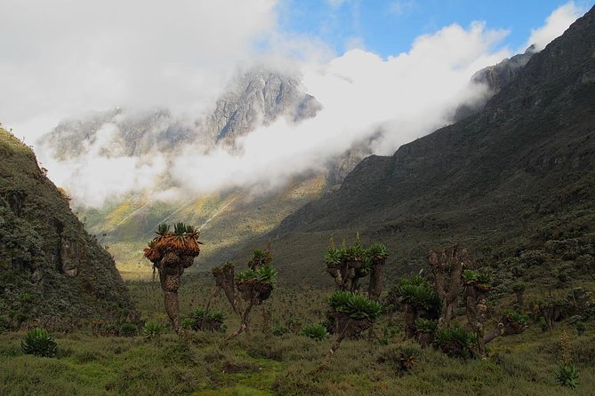 Mountain Rwenzori Trekking Uganda 9 Day Safari - Day three: bamboo forest, boulders, and John Matte