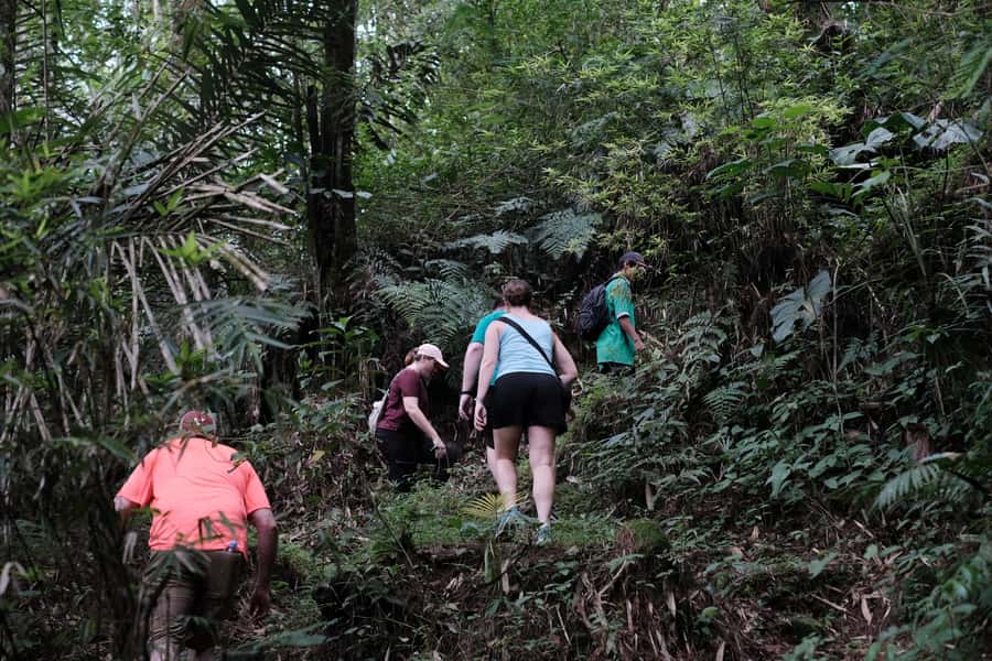 Mt. Merapi Majesty: Soft Trek and Botanic Village Tour - Plants, gardens, and the orchid stop