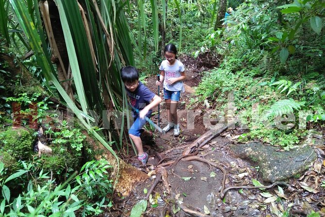 Mt Rinjani Trekking 2 Days 1 Night (Senaru Crater Rim) - Day two: eight hours through Senaru’s forest