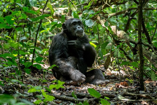 Multi Day Private Gorillas and Chimpanzee Trekking Tour in Uganda - Why this seven-day route works