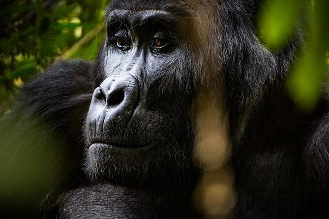 Multi Day Private Gorillas and Chimpanzee Trekking Tour in Uganda - Day 5: Gorilla trekking in Bwindi