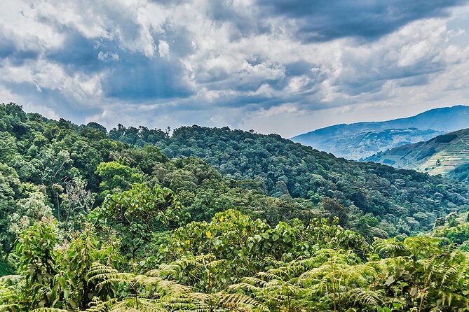 Multi Day Private Gorillas and Chimpanzee Trekking Tour in Uganda - Day 7: Entebbe airport transfer