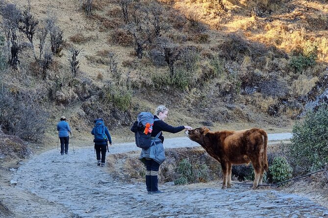 Mystic Darjeeling to Tonglu Day Trek - Key points to know before booking
