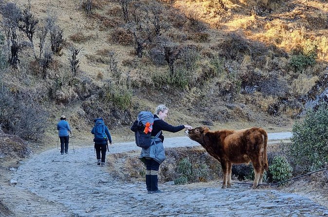 Mystic Darjeeling to Tonglu Day Trek - Downhill through Sherpa villages and valleys