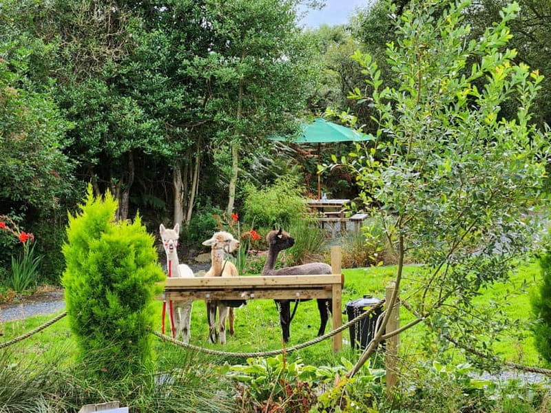 N. Ireland: Award Winning Guided Scenic Alpaca Trekking - Key points at a glance