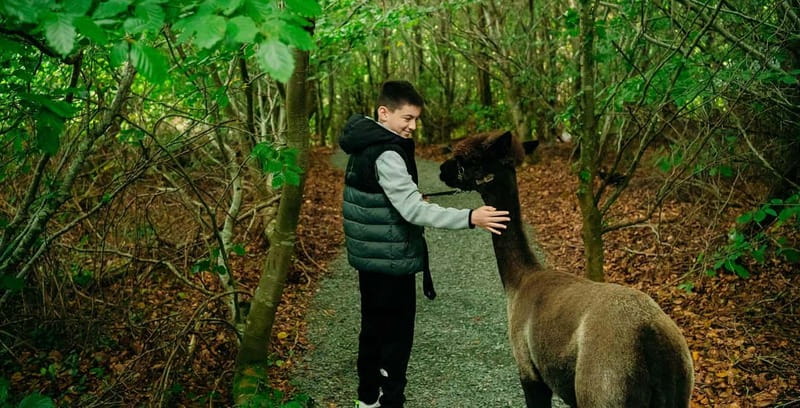 N. Ireland: Award Winning Guided Scenic Alpaca Trekking - The island coffee stop