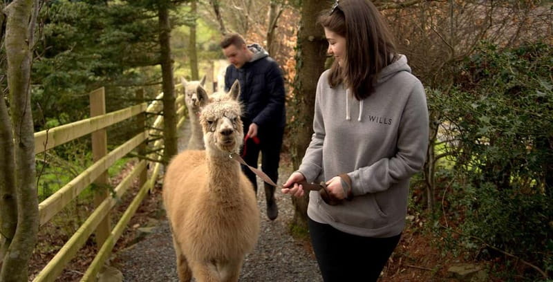 N. Ireland: Award Winning Guided Scenic Alpaca Trekking - What the $34 price gets you