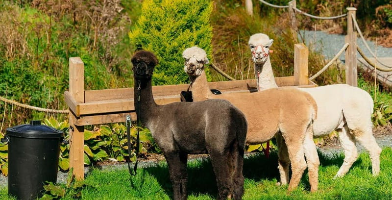 N. Ireland: Award Winning Guided Scenic Alpaca Trekking - Who will enjoy this most