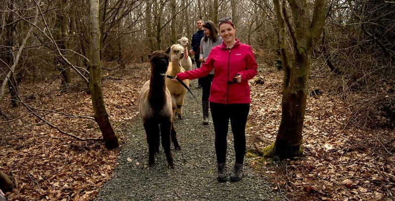 N. Ireland: Award Winning Guided Scenic Alpaca Trekking - FAQ