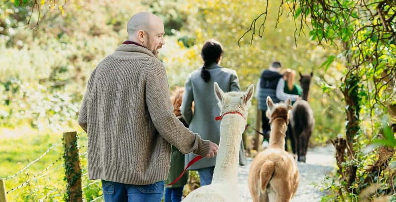 N. Ireland: Award Winning Guided Scenic Alpaca Trekking - The 1.4km route through woods and ponds