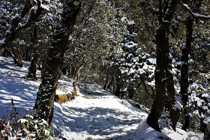 Nag Tibba 2 Days Trek (Pantwari to Pantwari) - Is $24 a fair price?