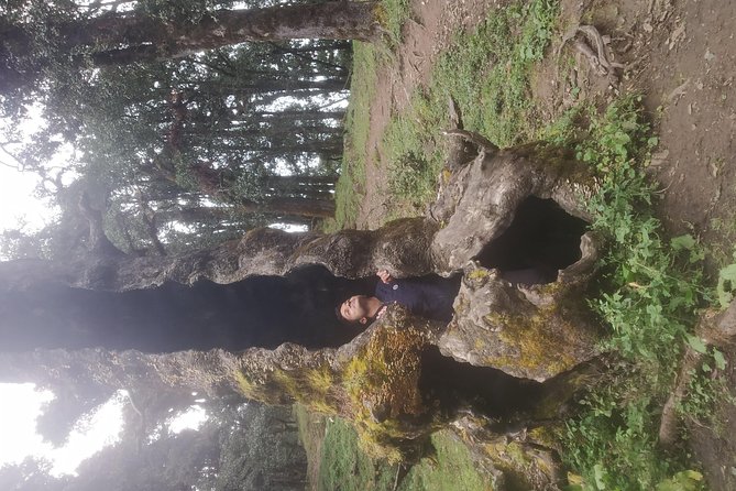 Nagtibba Trek (Pantwari to Pantwari) - What the $23.87 price really covers