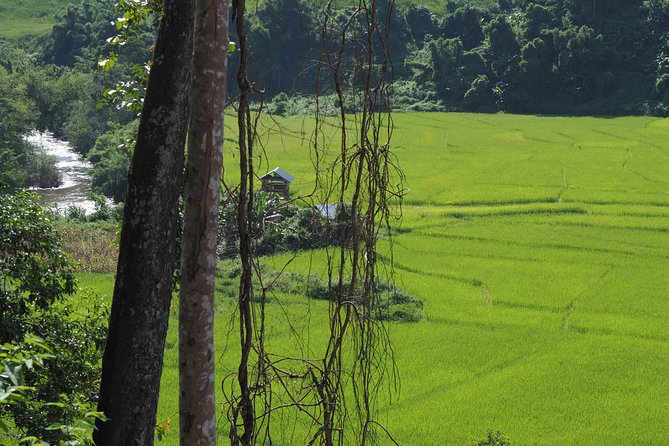 Nalan Trail Kmu Ethnic Experience - 2days forest trek with homestay. - Day one: uphill through bamboo and secondary forest