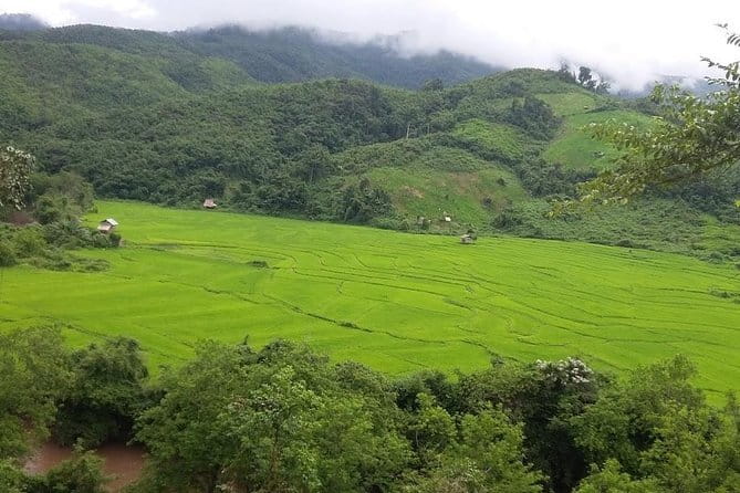 Nam Ha NPA 3 Day Wildlife Jungle Camp and Village Homestay Trek - Day 3: Coffee, rice pounding, and the final forest walk