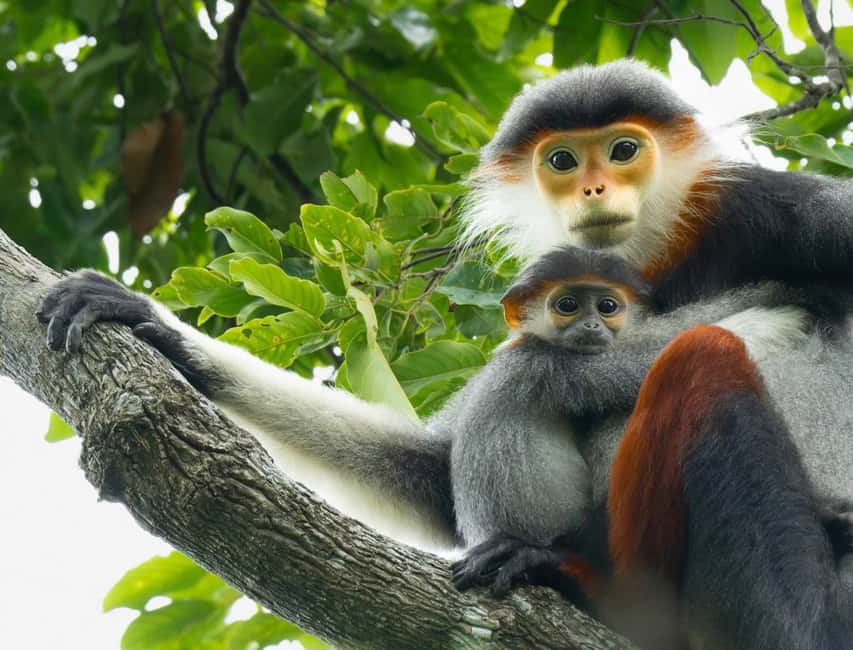 Ninh Binh: Cuc Phuong Jungle Trek, Wildlife & Ancient Caves - Meeting Cuc Phuong’s rare primates