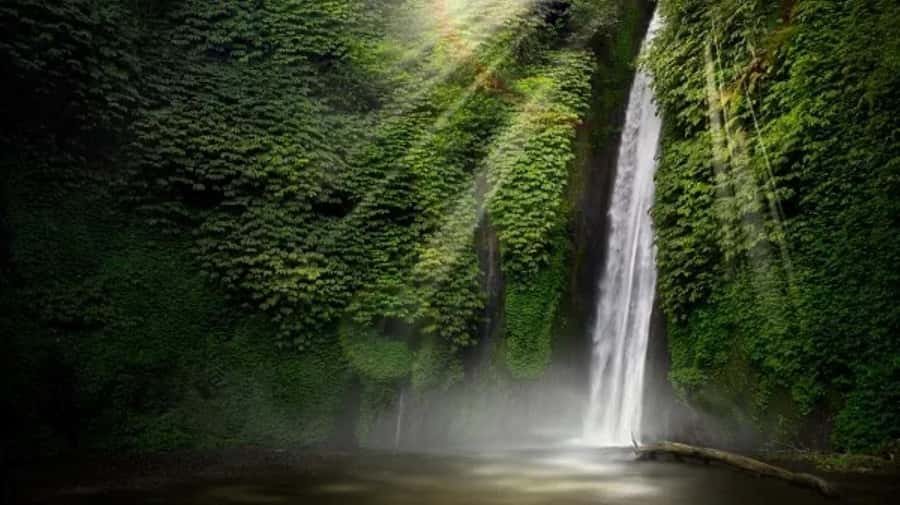 North Bali: Explore Munduk Waterfall Trekking Experience - Red Coral Waterfall starts the forest walk