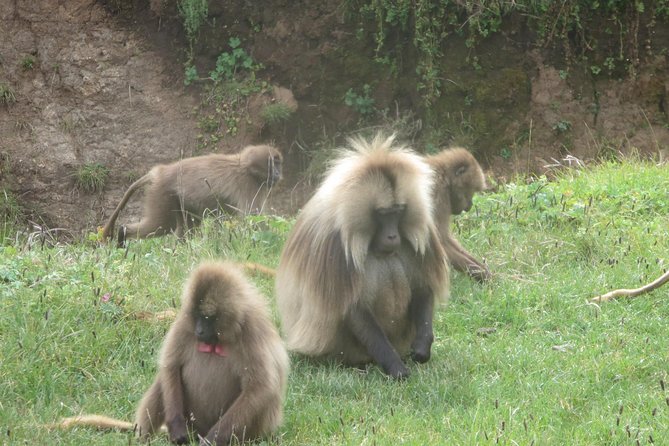 Northern Ethiopia & Trekking Simien Mountains , 10 Days - What the price includes, and what it does not