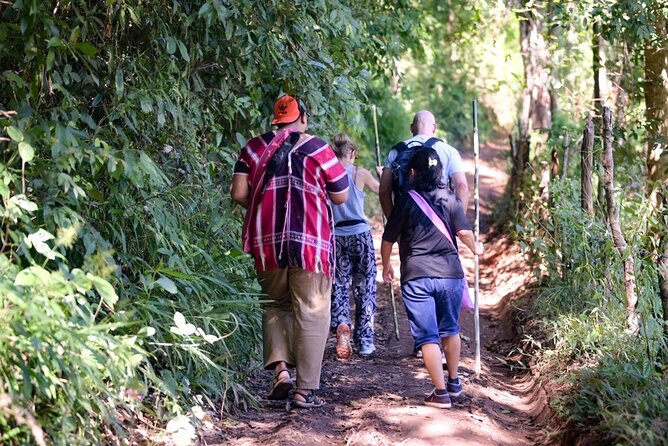 Off the Map Chiang Mai Jungle Coffee Trek Roast and Brew - Walking among coffee plants and useful forest herbs