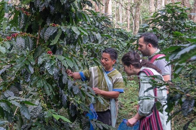 Off the Map Chiang Mai Jungle Coffee Trek Roast and Brew - Roasting your own beans over controlled heat