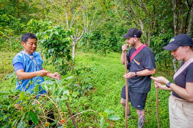 Off the Map Chiang Mai Jungle Coffee Trek Roast and Brew - Brewing with the V60 method