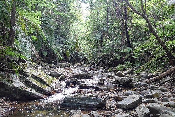 Okinawa Jungle Trails & Waterfalls – Private Yanbaru Tour - The Waterfall Break and Summer Swim