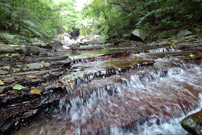 Okinawa Jungle Trails & Waterfalls – Private Yanbaru Tour - Clothing, Footwear, and What to Carry