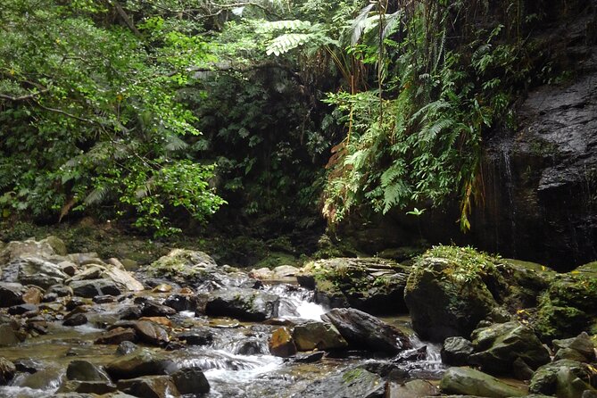 Okinawa Jungle Trails & Waterfalls – Private Yanbaru Tour - Getting to Makiya Without a Car