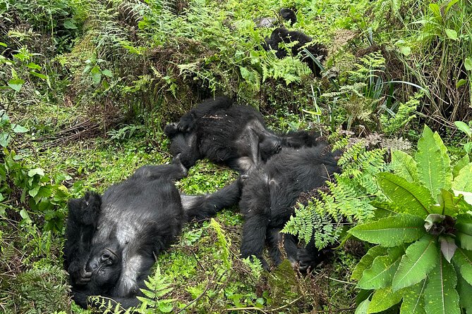 One Day Gorilla Trekking Rwanda & Iby'iwacu Cultural Village - What the $300 price really means