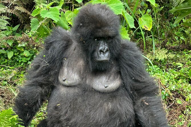 One Day Gorilla Trekking Rwanda & Iby'iwacu Cultural Village - The early start, vehicle, and timing