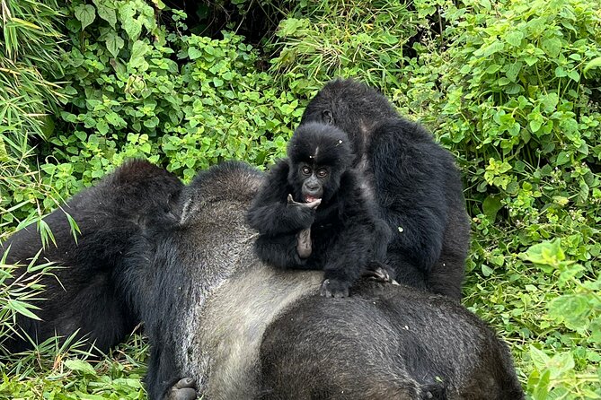 One Day Gorilla Trekking Rwanda & Iby'iwacu Cultural Village - The 7:00am Kinigi briefing matters
