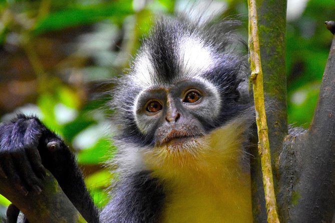 ORANGUTAN TREK (2D/1N) by EcoTravel Bukit Lawang - Waterfall time and the jungle taxi home