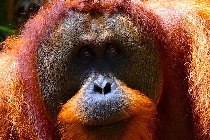 ORANGUTAN TREK (2D/1N) by EcoTravel Bukit Lawang - The main drawbacks to consider