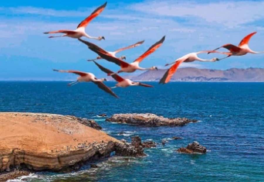 PARACAS|| Sunset trekking in the Paracas National Reserve - Following the cliffs and beaches for 75 minutes