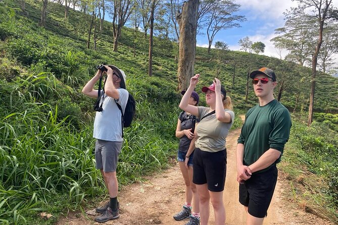 Pekoe Trail Stage 1- Scenic Trek from Hanthana to Galaha - The Hanthana Mountain Range is the main attraction