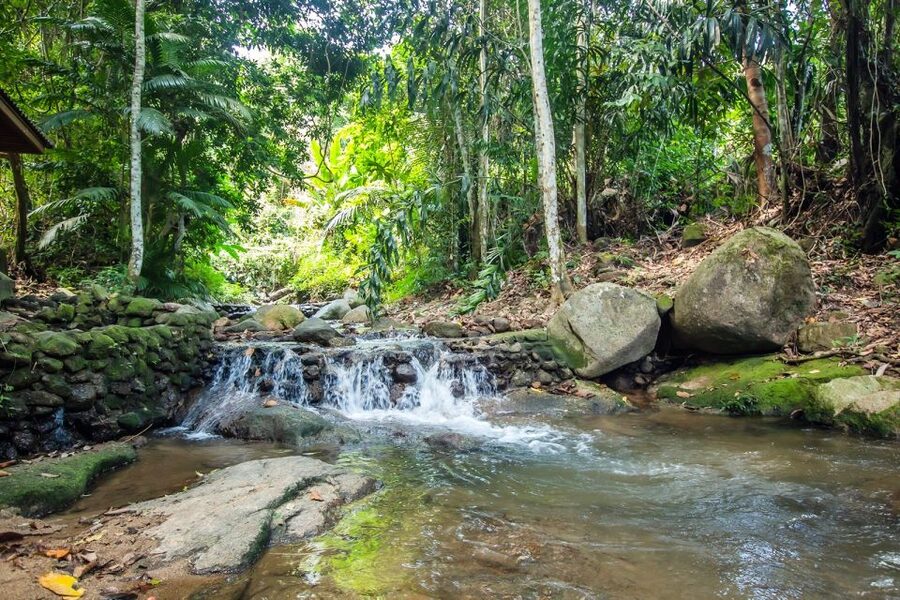 Phuket: Jungle Trekking Experience at Khao Phra Taew - Transfers from Phuket’s beach areas