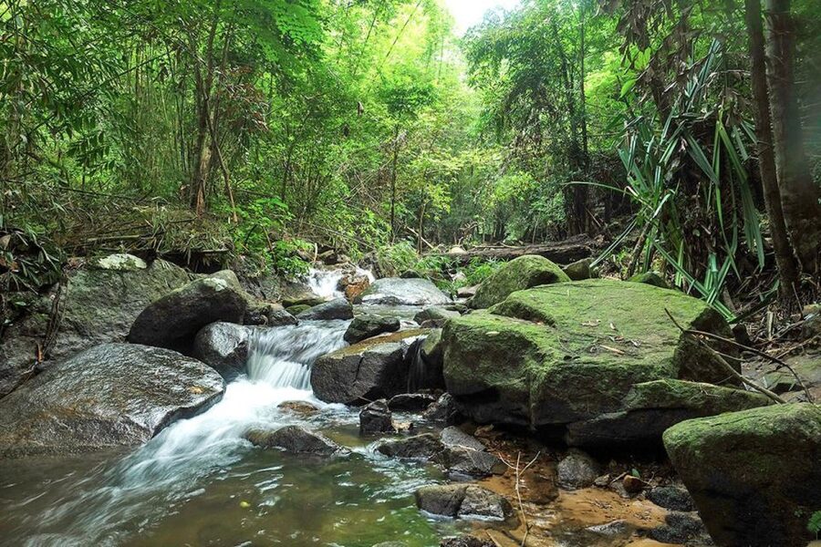 Phuket: Jungle Trekking Experience at Khao Phra Taew - What the 8 km route is really like