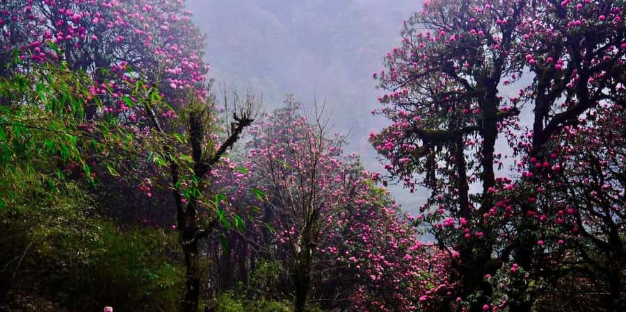 Pokhara: 3- days Poon Hill Trek - What the $147 price really covers