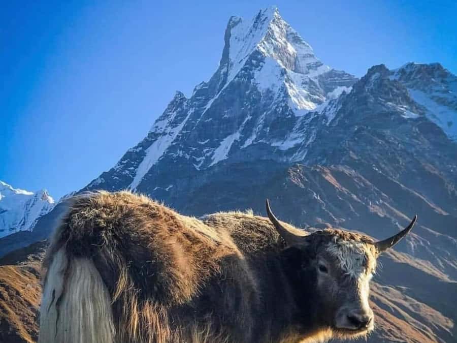 Pokhara: 4-Day Mesmerizing Mardi Himal Guided Trek - Day 2: Forest Camp to High Camp at 4,000 meters