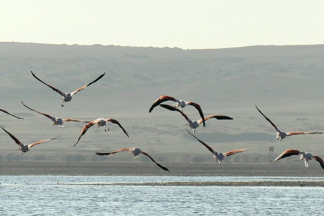 Premium Trekking Golden Shades - Returning to Paracas around 7 p.m.