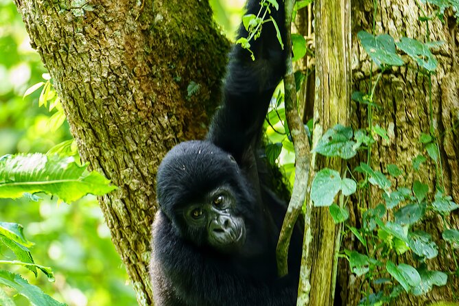 Private 3 Day Gorilla Trekking Safari in Uganda - The long road from Entebbe to Bwindi