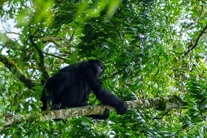 Private 3 Day Gorilla Trekking Safari in Uganda - Gorilla tracking in Bwindi, from briefing to forest
