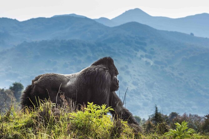 Private 3 Day Gorilla Trekking Safari in Uganda - The Equator stop on the way back