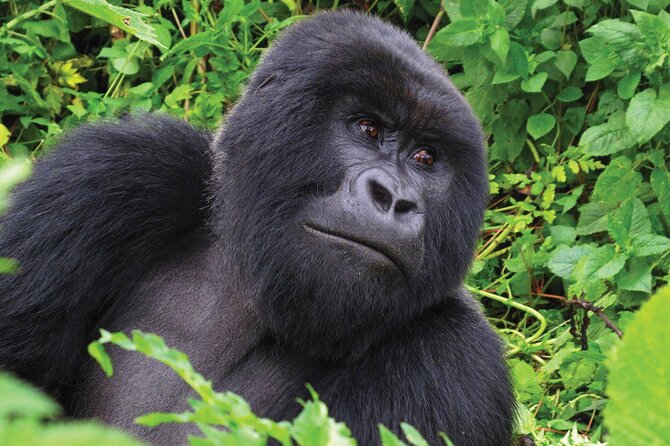 Private 3 Day Gorilla Trekking Safari in Uganda - Guides, drivers, and the human side of the trip