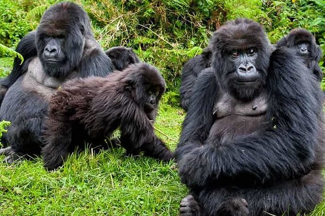 Private 3 Day Gorilla Trekking Safari in Uganda - Is $3,326 a fair price?