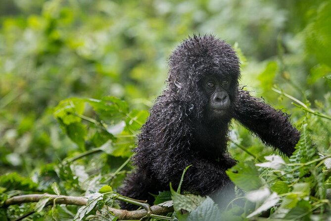 Private 3 Day Gorilla Trekking Safari in Uganda - Who should book this three-day safari?