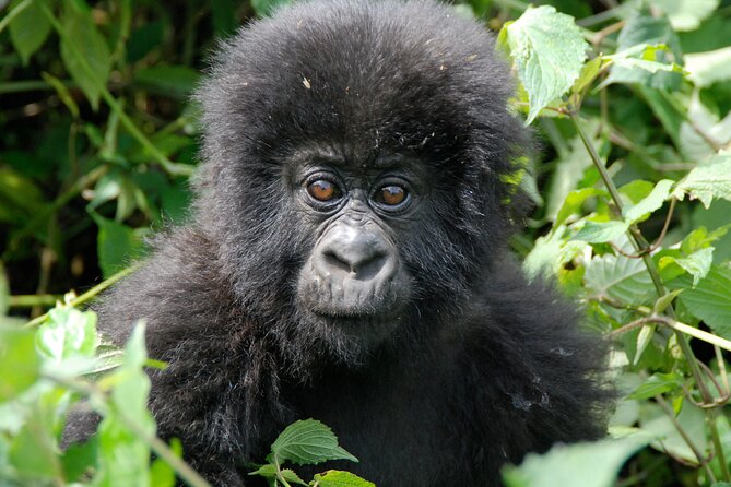 Private 3 Day Gorilla Trekking Safari in Uganda - What your two nights at the lodge are for
